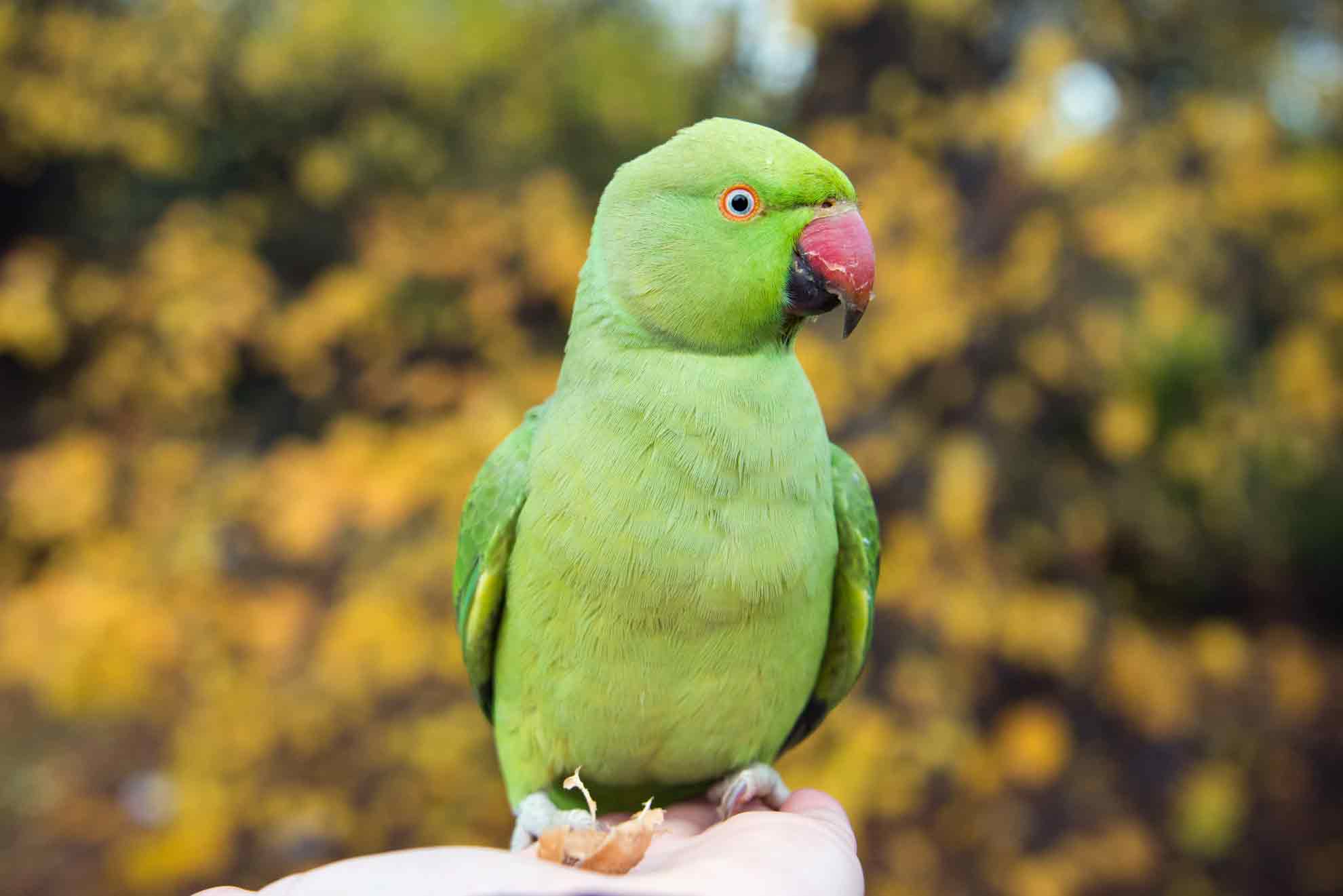 Parakeet London Park